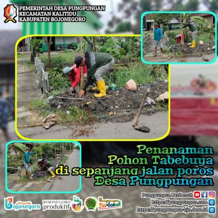 PUNGPUNGAN: PENANAMAN POHON TABEBUYA DI SEPANJANG JALAN POROS DESA